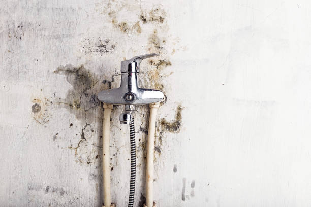 Best Mold Damage Repair  in Niles, OH