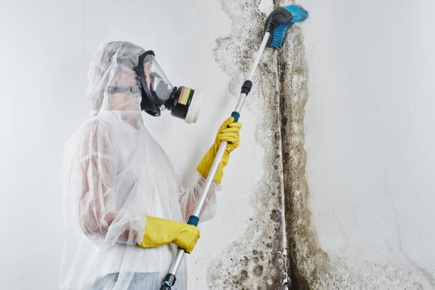 Certified Mold Removal in Niles, OH