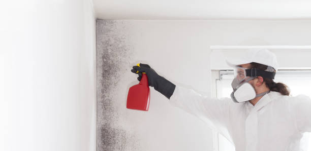 Best Attic Mold Removal  in Niles, OH